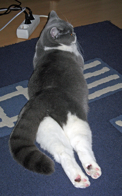 “运动舞蹈:金牛区城北体育馆赛场,不只是舞动,更是突破与挑战”