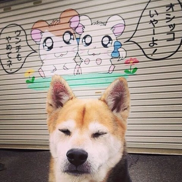 五大联赛新人是否比老将更适应高节奏轮换,五大联赛强度