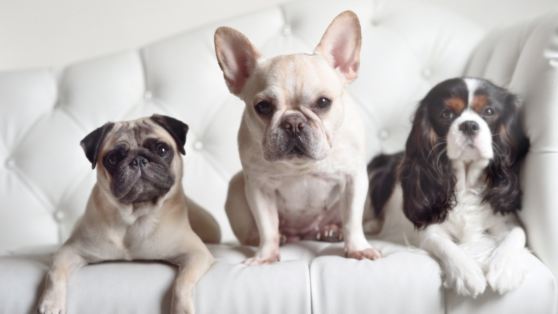 国家队集训计划与俱乐部赛程冲突频发，国家队集训队