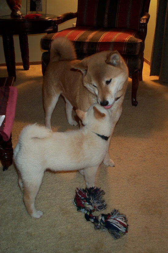 本菲卡中场新星表现出色，引发关注，本菲卡比赛视频