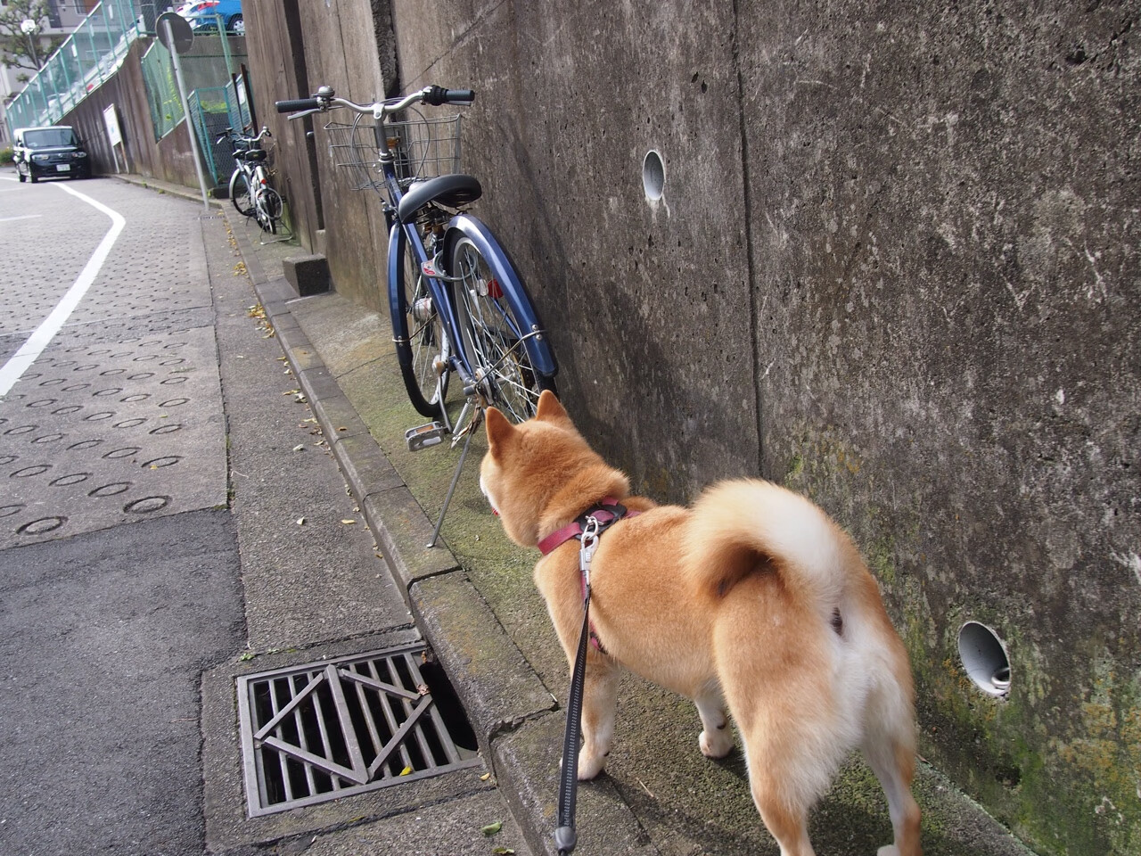 耶稣离任后，新月迅速完成换帅，前风窗外面起雾怎么办