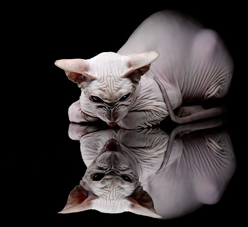 爱游戏娱乐网址-裁判心理韧性训练课程正式推广实施，裁判素养