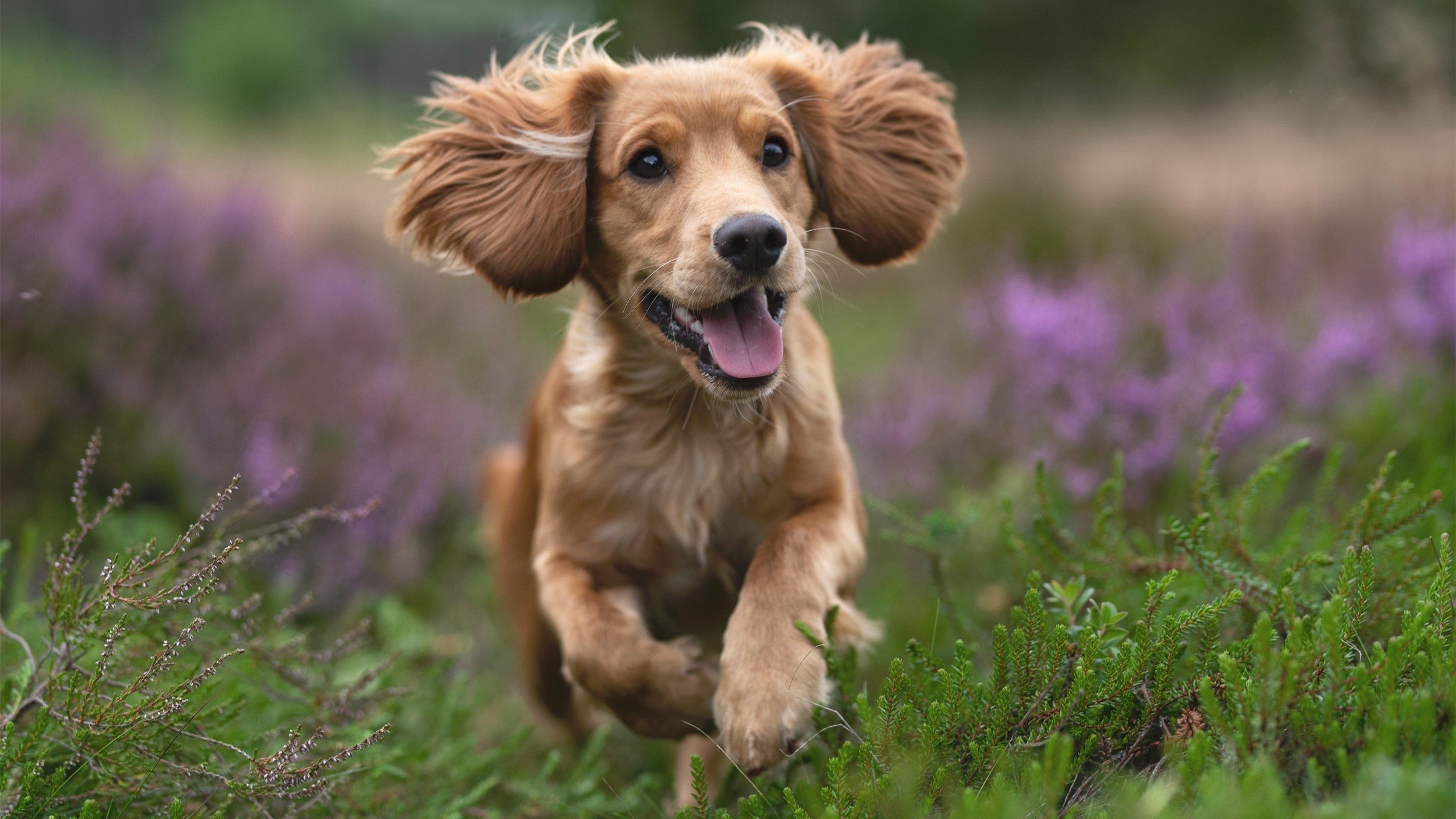 爱游戏官方网站-“尼古拉斯·桑特基的精准控制与高效进攻，助美洲狮队占领世界赛场”