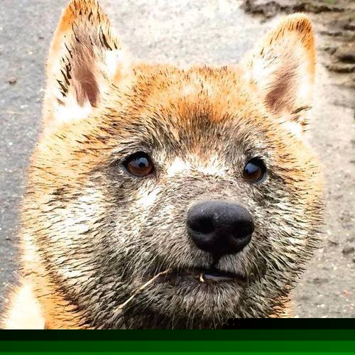 “马科斯·梅特罗的全面技能,提升阿根廷美洲狮队的进攻与防守平衡”