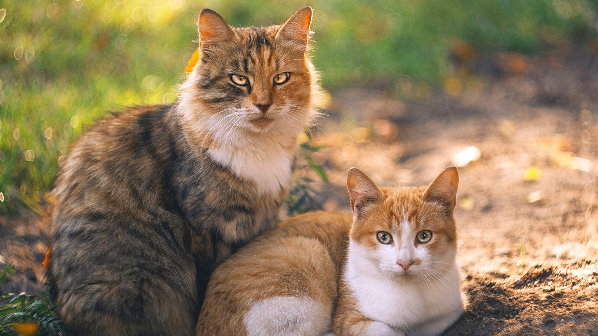 库里家庭篮球挑战赛引发网友模仿，库里家人