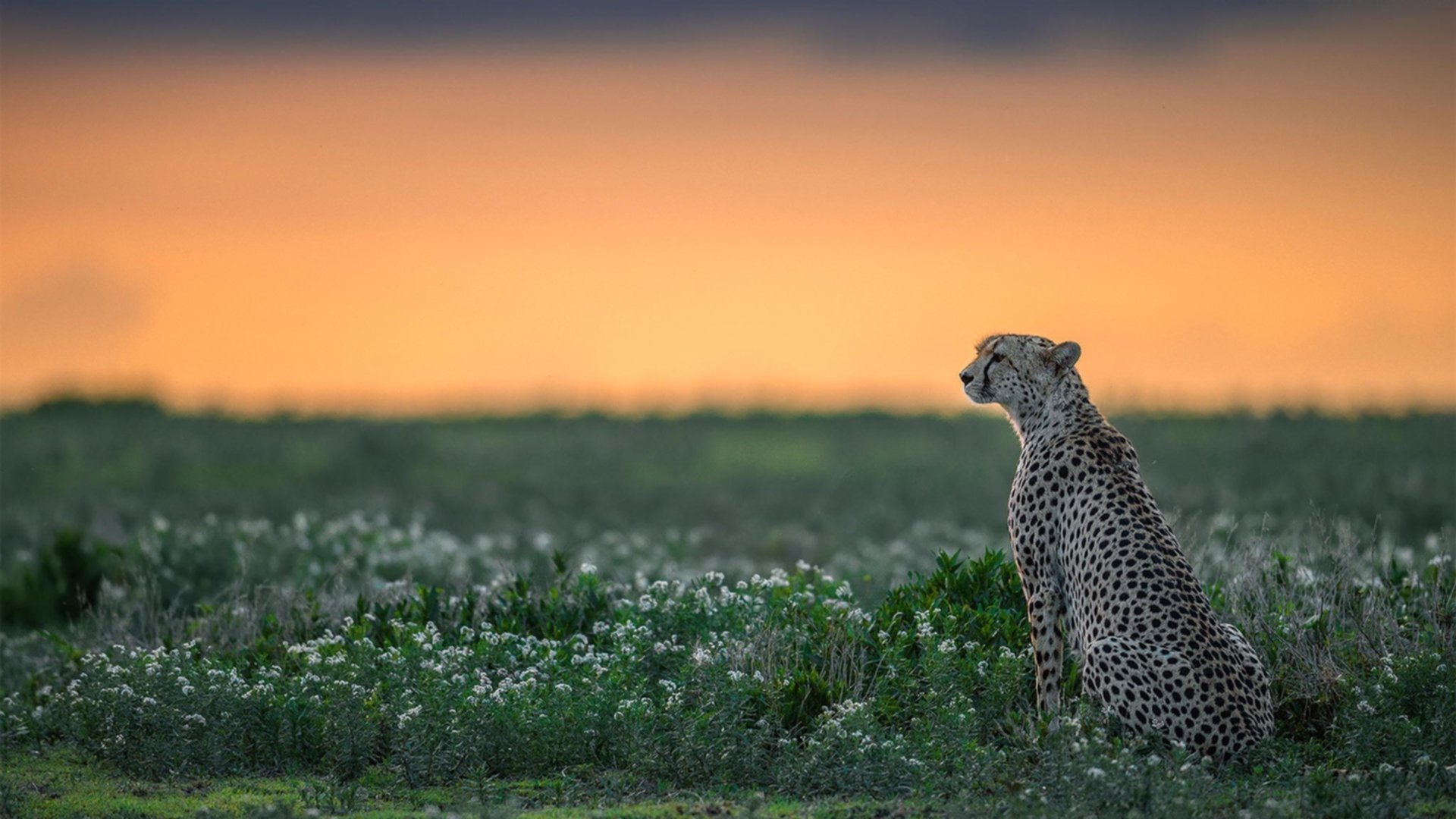 意甲万人迷进球：瞬间点燃看台热潮，意甲球迷最多的球队