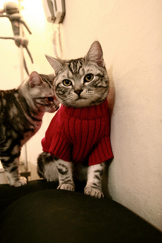 水球攻防转换比利时行云流水,水球比分查询