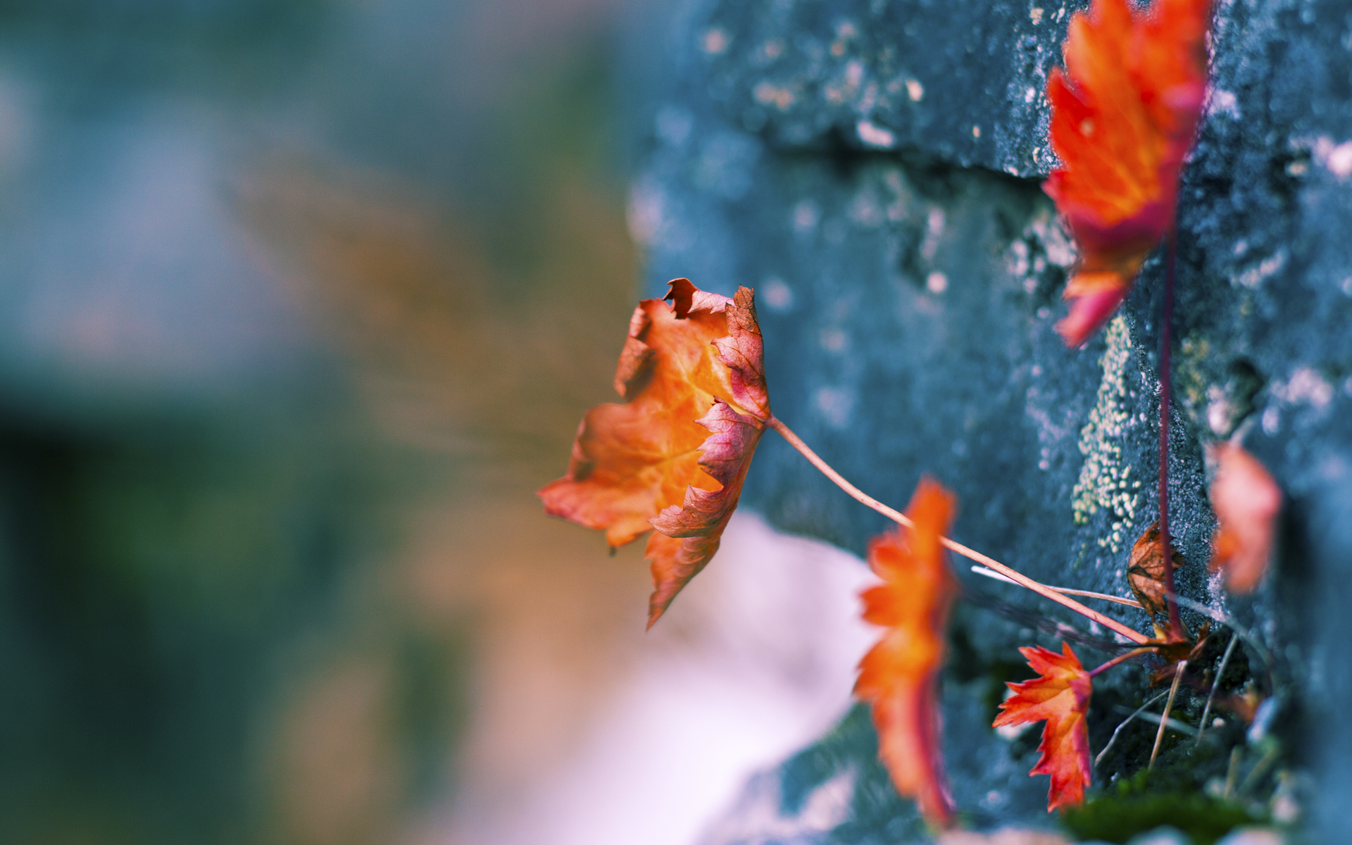 科里·简：凭借出色的配合与对抗力，在全黑队进攻中如鱼得水，科里纳简介