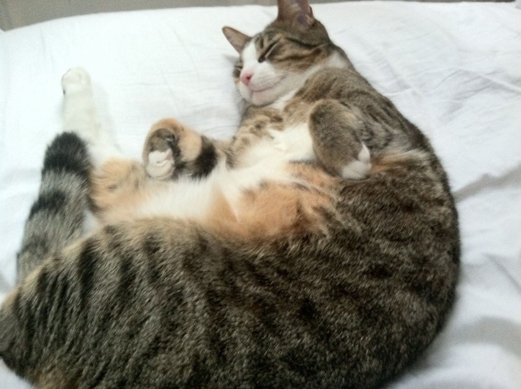 爱游戏登录入口-自由泳个人赛摩纳哥新星异军突起，自由泳2021